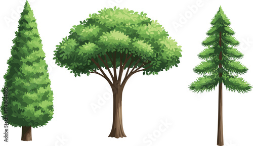 Conifer evergreen tree, broad canopy deciduous tree, tall narrow tiered tree, diverse tree shapes, forest 