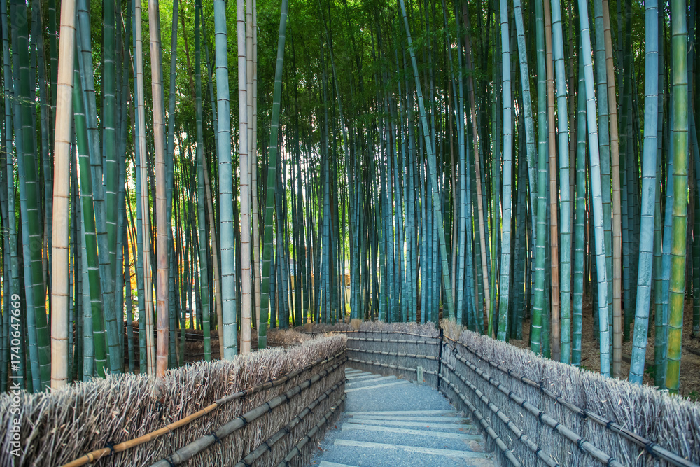 Obraz premium Downhill route by green bamboo grove forest of Adashino, Arashiyama