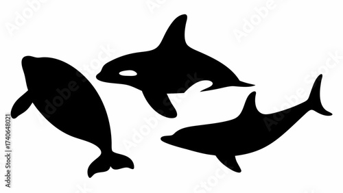 vector illustration of a shark