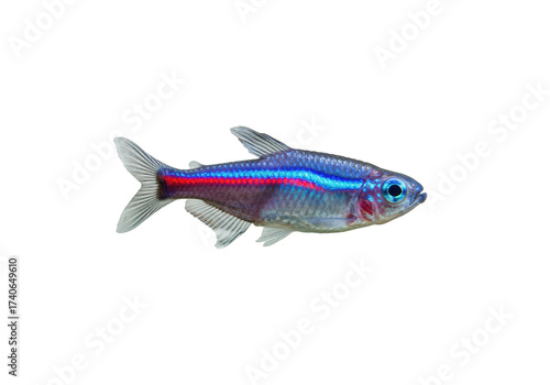 Fototapeta Neon tetra fish isolated PNG, small freshwater aquarium pet with vibrant blue an