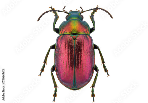 Fototapeta Iridescent beetle isolated on transparent background, colorful insect with metal