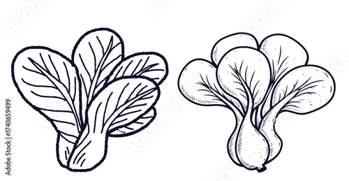 Bok choy outline illustration set. Simple doodle drawing in engraving style. Hand drawn vector line art clipart