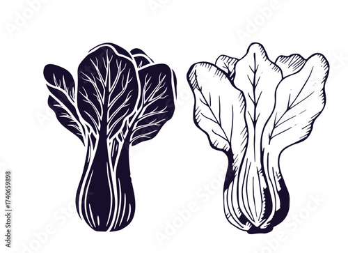 Bok choy outline illustration set. Simple doodle drawing in engraving style. Hand drawn vector line art clipart