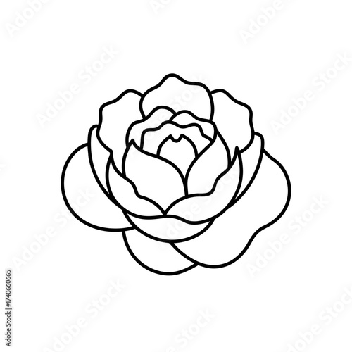 Outlined rose with detailed petals on transparent background