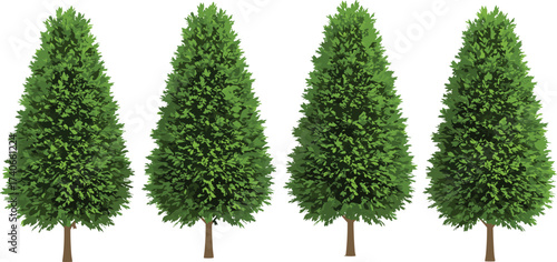Tall conical evergreen trees, lush green foliage, landscaping design elements, isolated white background, nature illustration, garden decoration, outdoor environment, botanical concept