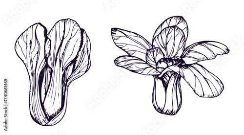 Bok choy outline illustration set. Simple doodle drawing in engraving style. Hand drawn vector line art clipart