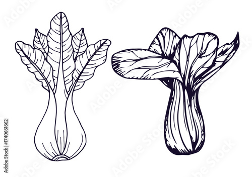 Bok choy outline illustration set. Simple doodle drawing in engraving style. Hand drawn vector line art clipart