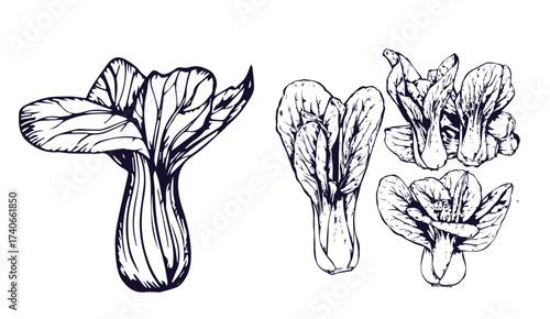 Bok choy outline illustration set. Simple doodle drawing in engraving style. Hand drawn vector line art clipart