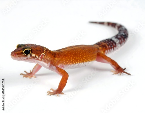 Small gecko against white background
