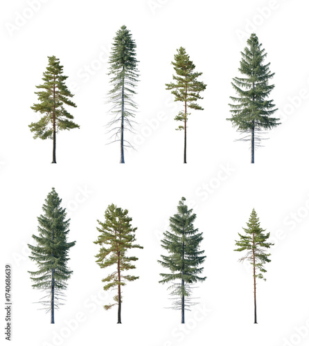 Isolated Tall Pine Trees Side View Collection. Png on a transparent background premium cutout