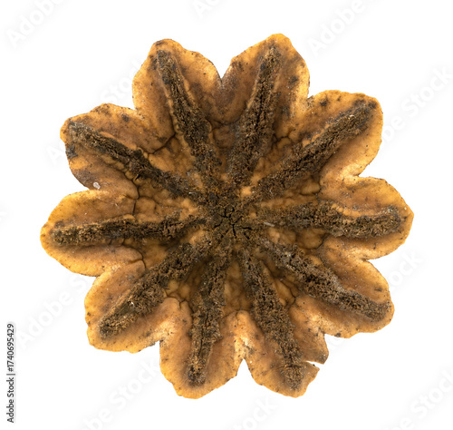 poppy isolated on white background closeup