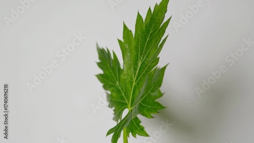 Wallpaper Mural Close up of fresh green parsley and dill herbs isolated on white background Torontodigital.ca