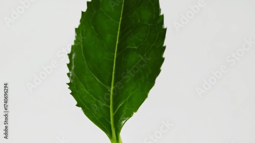 Wallpaper Mural Close up of fresh green leaf isolated on white background. Torontodigital.ca