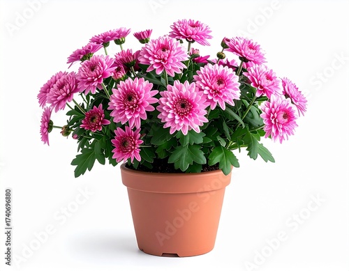 pink chrysanthemum in pot