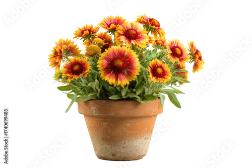 Wallpaper Mural Gaillardia Blanket Flower in Pot on Transparent Background Torontodigital.ca
