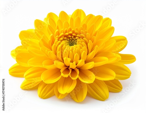 Fresh Yellow Chrysanthemum Flower
