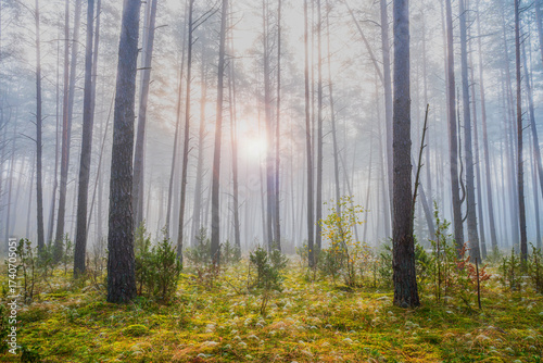 Fototapeta Naklejka Na Ścianę i Meble -  Jesień w lesie na Mazurach.