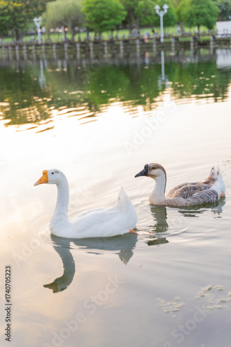 Graceful swans swimming peacefully by the edge of the water, reflecting a serene and elegant natural scene