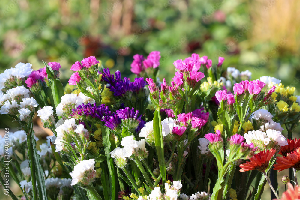 Obraz premium statice blooms (dried flowers) under the summer sun