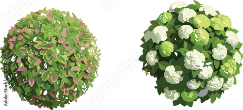 Colorful ornamental garden bushes, vibrant pink purple foliage shrub, white flowering plant, landscaping design inspiration, decorative plants for outdoor garden beauty