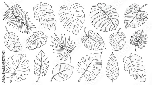 Tropical Leaf Vector Illustration with Exotic Jungle Foliage Design
