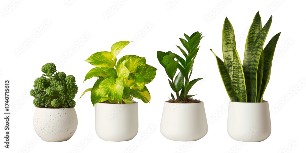 Obraz premium Four different potted houseplants in white ceramic pots against a white and transparent background, offering a clean and modern aesthetic, concept for interior design, home decor and minimalist style