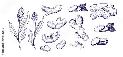 Turmeric plant flower and root, powder engraved sketch vector set, hand drawn organic Curcuma spice, ginger condiment