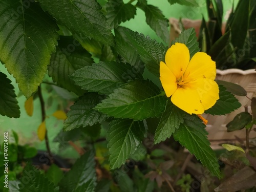 yellow butterfly on a leaf