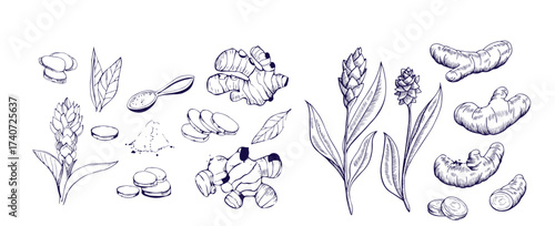Turmeric plant flower and root, powder engraved sketch vector set, hand drawn organic Curcuma spice, ginger condiment