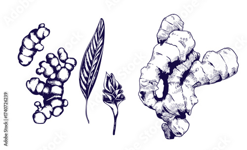 Turmeric plant flower and root, powder engraved sketch vector set, hand drawn organic Curcuma spice, ginger condiment
