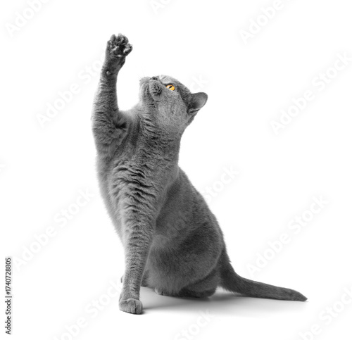 The cat on its hind legs reaches for a treat.