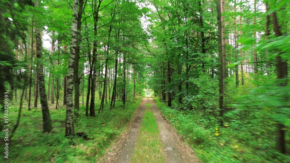 Fototapeta premium Peaceful forest with a narrow dirt road, sunlight filtering through the canopy, creating a tranquil atmosphere for exploration and adventure