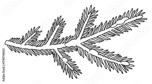 Black outline drawing of a spruce tree branch with detailed needles and twigs, illustrating botanical features.