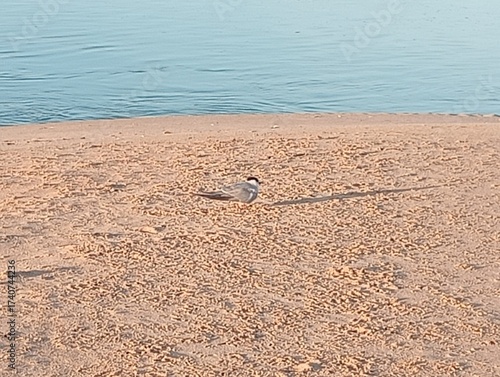 Small bird on the sand
