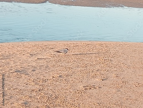 bird on the beach