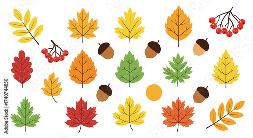 A collection of colorful autumn leaves acorns and berries for a festive design.