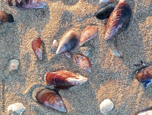 Mussel shells on the beach