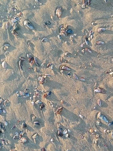 shells on a beach after a storm