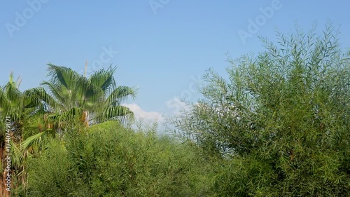 Lush Greenery Under a Clear Blue Sky: A Serene View of Tropical Foliage with Vibrant Palm Trees and Dense Shrubs Enhancing Nature's Beauty in Full Bloom