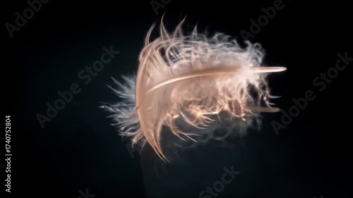 White feather floating against a dark background with diffused lighting