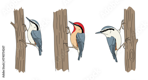 Three different birds are climbing up trees searching for food.