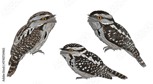 Three tawny frogmouths perched and looking upwards in a white background.