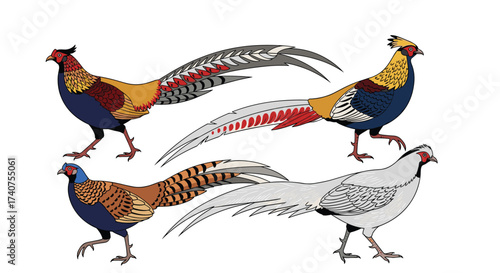 A vibrant collection of decorative pheasant birds displaying their long and colorful tail feathers.