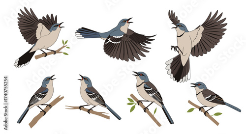 Diverse poses of mockingbirds in flight and perched on branches.