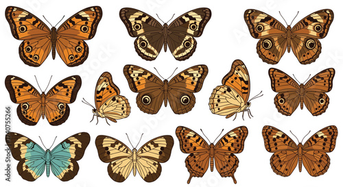 A collection of diverse and beautiful brown and orange butterflies with intricate wing patterns.