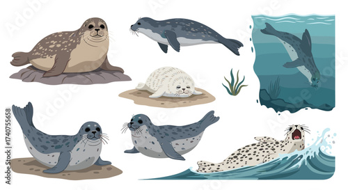A collection of adorable and diverse seals in various poses and habitats.