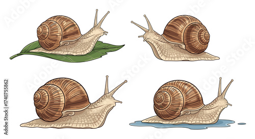 Illustrations of garden snails moving across different surfaces on a white background.