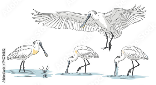 These striking Eurasian spoonbill birds are captured in various graceful poses and actions.