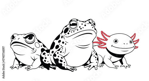Three distinct amphibian species standing together in a line.