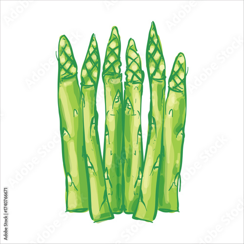 Asparagus Hand Drawing Vector Illustration